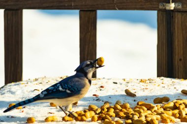 Gagalı fıstıklı çarpıcı bir Mavi Jay dağınık fındıkların arasında karların üzerinde duruyor. Kış yaban hayatının canlı güzelliğini yakalar.