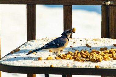 Gagalı fıstıklı çarpıcı bir Mavi Jay dağınık fındıkların arasında karların üzerinde duruyor. Kış yaban hayatının canlı güzelliğini yakalar.