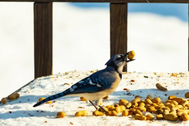 Gagalı fıstıklı çarpıcı bir Mavi Jay dağınık fındıkların arasında karların üzerinde duruyor. Kış yaban hayatının canlı güzelliğini yakalar.