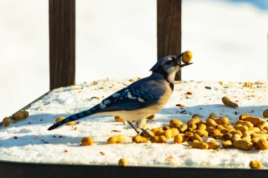 Gagalı fıstıklı çarpıcı bir Mavi Jay dağınık fındıkların arasında karların üzerinde duruyor. Kış yaban hayatının canlı güzelliğini yakalar.