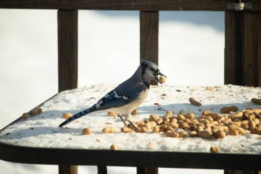 Gagalı fıstıklı çarpıcı bir Mavi Jay dağınık fındıkların arasında karların üzerinde duruyor. Kış yaban hayatının canlı güzelliğini yakalar.
