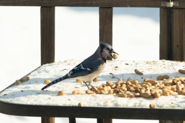 Gagalı fıstıklı çarpıcı bir Mavi Jay dağınık fındıkların arasında karların üzerinde duruyor. Kış yaban hayatının canlı güzelliğini yakalar.
