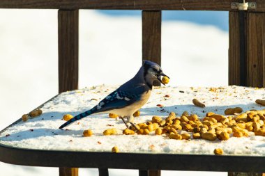 Gagalı fıstıklı çarpıcı bir Mavi Jay dağınık fındıkların arasında karların üzerinde duruyor. Kış yaban hayatının canlı güzelliğini yakalar.