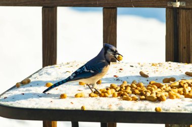 Gagalı fıstıklı çarpıcı bir Mavi Jay dağınık fındıkların arasında karların üzerinde duruyor. Kış yaban hayatının canlı güzelliğini yakalar.