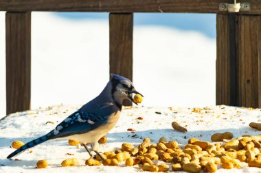 Gagalı fıstıklı çarpıcı bir Mavi Jay dağınık fındıkların arasında karların üzerinde duruyor. Kış yaban hayatının canlı güzelliğini yakalar.