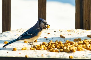 Gagalı fıstıklı çarpıcı bir Mavi Jay dağınık fındıkların arasında karların üzerinde duruyor. Kış yaban hayatının canlı güzelliğini yakalar.