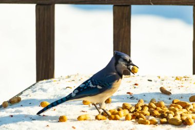 Gagalı fıstıklı çarpıcı bir Mavi Jay dağınık fındıkların arasında karların üzerinde duruyor. Kış yaban hayatının canlı güzelliğini yakalar.