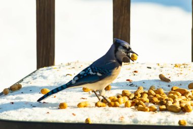 Gagalı fıstıklı çarpıcı bir Mavi Jay dağınık fındıkların arasında karların üzerinde duruyor. Kış yaban hayatının canlı güzelliğini yakalar.