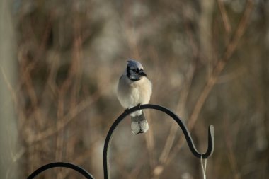 Canlı bir Mavi Jay zarif bir şekilde tüneyerek yumuşak güneş ışığında çarpıcı mavi, siyah ve beyaz tüylerini sergiliyor. Bu yakın çekim kuşun detaylı özelliklerini yakalar, doğa, vahşi yaşam veya arka bahçe kuş teması için idealdir..