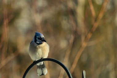 Canlı bir Mavi Jay zarif bir şekilde tüneyerek yumuşak güneş ışığında çarpıcı mavi, siyah ve beyaz tüylerini sergiliyor. Bu yakın çekim kuşun detaylı özelliklerini yakalar, doğa, vahşi yaşam veya arka bahçe kuş teması için idealdir..