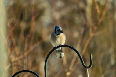 Canlı bir Mavi Jay zarif bir şekilde tüneyerek yumuşak güneş ışığında çarpıcı mavi, siyah ve beyaz tüylerini sergiliyor. Bu yakın çekim kuşun detaylı özelliklerini yakalar, doğa, vahşi yaşam veya arka bahçe kuş teması için idealdir..