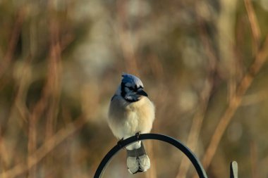Canlı bir Mavi Jay zarif bir şekilde tüneyerek yumuşak güneş ışığında çarpıcı mavi, siyah ve beyaz tüylerini sergiliyor. Bu yakın çekim kuşun detaylı özelliklerini yakalar, doğa, vahşi yaşam veya arka bahçe kuş teması için idealdir..