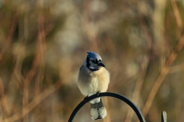 Canlı bir Mavi Jay zarif bir şekilde tüneyerek yumuşak güneş ışığında çarpıcı mavi, siyah ve beyaz tüylerini sergiliyor. Bu yakın çekim kuşun detaylı özelliklerini yakalar, doğa, vahşi yaşam veya arka bahçe kuş teması için idealdir..