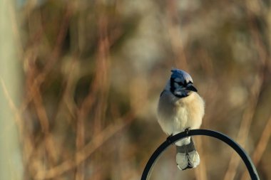 Canlı bir Mavi Jay zarif bir şekilde tüneyerek yumuşak güneş ışığında çarpıcı mavi, siyah ve beyaz tüylerini sergiliyor. Bu yakın çekim kuşun detaylı özelliklerini yakalar, doğa, vahşi yaşam veya arka bahçe kuş teması için idealdir..