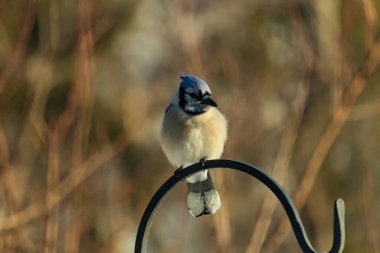 Canlı bir Mavi Jay zarif bir şekilde tüneyerek yumuşak güneş ışığında çarpıcı mavi, siyah ve beyaz tüylerini sergiliyor. Bu yakın çekim kuşun detaylı özelliklerini yakalar, doğa, vahşi yaşam veya arka bahçe kuş teması için idealdir..