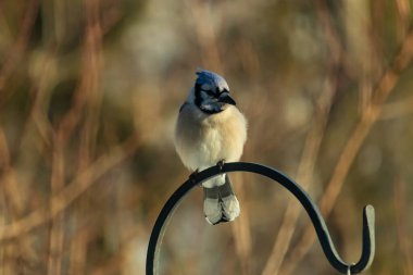 Canlı bir Mavi Jay zarif bir şekilde tüneyerek yumuşak güneş ışığında çarpıcı mavi, siyah ve beyaz tüylerini sergiliyor. Bu yakın çekim kuşun detaylı özelliklerini yakalar, doğa, vahşi yaşam veya arka bahçe kuş teması için idealdir..