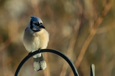 Canlı bir Mavi Jay zarif bir şekilde tüneyerek yumuşak güneş ışığında çarpıcı mavi, siyah ve beyaz tüylerini sergiliyor. Bu yakın çekim kuşun detaylı özelliklerini yakalar, doğa, vahşi yaşam veya arka bahçe kuş teması için idealdir..