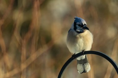Canlı bir Mavi Jay zarif bir şekilde tüneyerek yumuşak güneş ışığında çarpıcı mavi, siyah ve beyaz tüylerini sergiliyor. Bu yakın çekim kuşun detaylı özelliklerini yakalar, doğa, vahşi yaşam veya arka bahçe kuş teması için idealdir..
