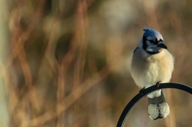 Canlı bir Mavi Jay zarif bir şekilde tüneyerek yumuşak güneş ışığında çarpıcı mavi, siyah ve beyaz tüylerini sergiliyor. Bu yakın çekim kuşun detaylı özelliklerini yakalar, doğa, vahşi yaşam veya arka bahçe kuş teması için idealdir..