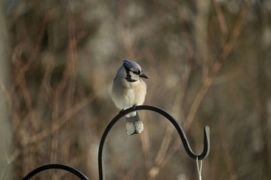 Canlı bir Mavi Jay zarif bir şekilde tüneyerek yumuşak güneş ışığında çarpıcı mavi, siyah ve beyaz tüylerini sergiliyor. Bu yakın çekim kuşun detaylı özelliklerini yakalar, doğa, vahşi yaşam veya arka bahçe kuş teması için idealdir..