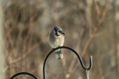 Canlı bir Mavi Jay zarif bir şekilde tüneyerek yumuşak güneş ışığında çarpıcı mavi, siyah ve beyaz tüylerini sergiliyor. Bu yakın çekim kuşun detaylı özelliklerini yakalar, doğa, vahşi yaşam veya arka bahçe kuş teması için idealdir..