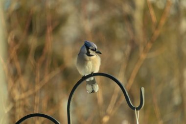 Canlı bir Mavi Jay zarif bir şekilde tüneyerek yumuşak güneş ışığında çarpıcı mavi, siyah ve beyaz tüylerini sergiliyor. Bu yakın çekim kuşun detaylı özelliklerini yakalar, doğa, vahşi yaşam veya arka bahçe kuş teması için idealdir..