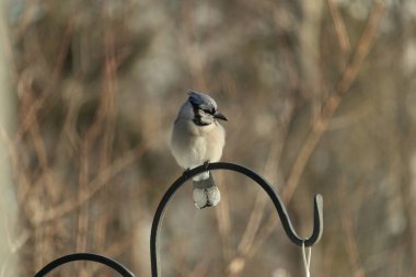 Canlı bir Mavi Jay zarif bir şekilde tüneyerek yumuşak güneş ışığında çarpıcı mavi, siyah ve beyaz tüylerini sergiliyor. Bu yakın çekim kuşun detaylı özelliklerini yakalar, doğa, vahşi yaşam veya arka bahçe kuş teması için idealdir..