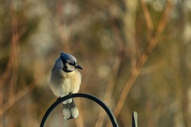 Canlı bir Mavi Jay zarif bir şekilde tüneyerek yumuşak güneş ışığında çarpıcı mavi, siyah ve beyaz tüylerini sergiliyor. Bu yakın çekim kuşun detaylı özelliklerini yakalar, doğa, vahşi yaşam veya arka bahçe kuş teması için idealdir..