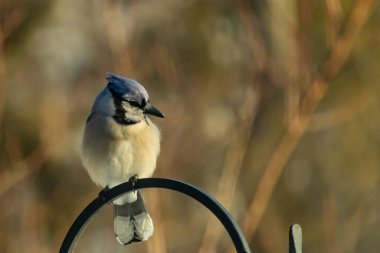Canlı bir Mavi Jay zarif bir şekilde tüneyerek yumuşak güneş ışığında çarpıcı mavi, siyah ve beyaz tüylerini sergiliyor. Bu yakın çekim kuşun detaylı özelliklerini yakalar, doğa, vahşi yaşam veya arka bahçe kuş teması için idealdir..