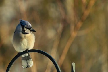 Canlı bir Mavi Jay zarif bir şekilde tüneyerek yumuşak güneş ışığında çarpıcı mavi, siyah ve beyaz tüylerini sergiliyor. Bu yakın çekim kuşun detaylı özelliklerini yakalar, doğa, vahşi yaşam veya arka bahçe kuş teması için idealdir..