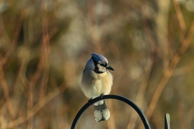 Canlı bir Mavi Jay zarif bir şekilde tüneyerek yumuşak güneş ışığında çarpıcı mavi, siyah ve beyaz tüylerini sergiliyor. Bu yakın çekim kuşun detaylı özelliklerini yakalar, doğa, vahşi yaşam veya arka bahçe kuş teması için idealdir..