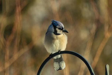 Canlı bir Mavi Jay zarif bir şekilde tüneyerek yumuşak güneş ışığında çarpıcı mavi, siyah ve beyaz tüylerini sergiliyor. Bu yakın çekim kuşun detaylı özelliklerini yakalar, doğa, vahşi yaşam veya arka bahçe kuş teması için idealdir..