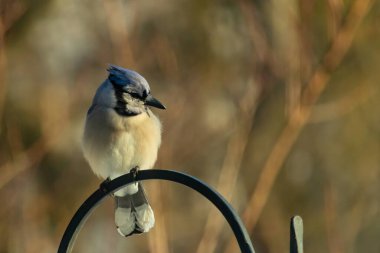 Canlı bir Mavi Jay zarif bir şekilde tüneyerek yumuşak güneş ışığında çarpıcı mavi, siyah ve beyaz tüylerini sergiliyor. Bu yakın çekim kuşun detaylı özelliklerini yakalar, doğa, vahşi yaşam veya arka bahçe kuş teması için idealdir..