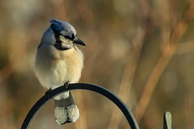 Canlı bir Mavi Jay zarif bir şekilde tüneyerek yumuşak güneş ışığında çarpıcı mavi, siyah ve beyaz tüylerini sergiliyor. Bu yakın çekim kuşun detaylı özelliklerini yakalar, doğa, vahşi yaşam veya arka bahçe kuş teması için idealdir..