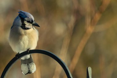 Canlı bir Mavi Jay zarif bir şekilde tüneyerek yumuşak güneş ışığında çarpıcı mavi, siyah ve beyaz tüylerini sergiliyor. Bu yakın çekim kuşun detaylı özelliklerini yakalar, doğa, vahşi yaşam veya arka bahçe kuş teması için idealdir..