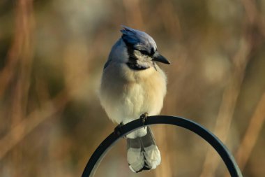 Canlı bir Mavi Jay zarif bir şekilde tüneyerek yumuşak güneş ışığında çarpıcı mavi, siyah ve beyaz tüylerini sergiliyor. Bu yakın çekim kuşun detaylı özelliklerini yakalar, doğa, vahşi yaşam veya arka bahçe kuş teması için idealdir..