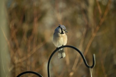 Canlı bir Mavi Jay zarif bir şekilde tüneyerek yumuşak güneş ışığında çarpıcı mavi, siyah ve beyaz tüylerini sergiliyor. Bu yakın çekim kuşun detaylı özelliklerini yakalar, doğa, vahşi yaşam veya arka bahçe kuş teması için idealdir..