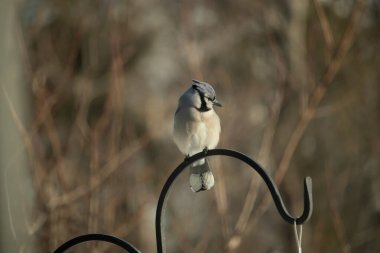 Canlı bir Mavi Jay zarif bir şekilde tüneyerek yumuşak güneş ışığında çarpıcı mavi, siyah ve beyaz tüylerini sergiliyor. Bu yakın çekim kuşun detaylı özelliklerini yakalar, doğa, vahşi yaşam veya arka bahçe kuş teması için idealdir..