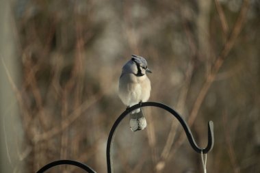 Canlı bir Mavi Jay zarif bir şekilde tüneyerek yumuşak güneş ışığında çarpıcı mavi, siyah ve beyaz tüylerini sergiliyor. Bu yakın çekim kuşun detaylı özelliklerini yakalar, doğa, vahşi yaşam veya arka bahçe kuş teması için idealdir..