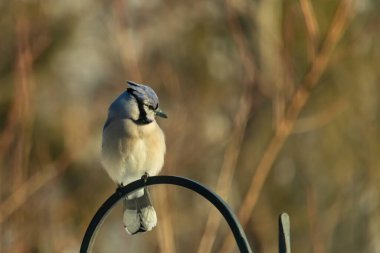 Canlı bir Mavi Jay zarif bir şekilde tüneyerek yumuşak güneş ışığında çarpıcı mavi, siyah ve beyaz tüylerini sergiliyor. Bu yakın çekim kuşun detaylı özelliklerini yakalar, doğa, vahşi yaşam veya arka bahçe kuş teması için idealdir..