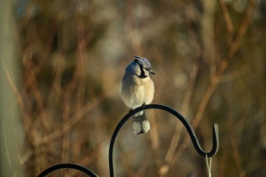 Canlı bir Mavi Jay zarif bir şekilde tüneyerek yumuşak güneş ışığında çarpıcı mavi, siyah ve beyaz tüylerini sergiliyor. Bu yakın çekim kuşun detaylı özelliklerini yakalar, doğa, vahşi yaşam veya arka bahçe kuş teması için idealdir..
