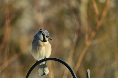 Canlı bir Mavi Jay zarif bir şekilde tüneyerek yumuşak güneş ışığında çarpıcı mavi, siyah ve beyaz tüylerini sergiliyor. Bu yakın çekim kuşun detaylı özelliklerini yakalar, doğa, vahşi yaşam veya arka bahçe kuş teması için idealdir..
