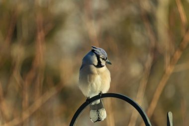 Canlı bir Mavi Jay zarif bir şekilde tüneyerek yumuşak güneş ışığında çarpıcı mavi, siyah ve beyaz tüylerini sergiliyor. Bu yakın çekim kuşun detaylı özelliklerini yakalar, doğa, vahşi yaşam veya arka bahçe kuş teması için idealdir..
