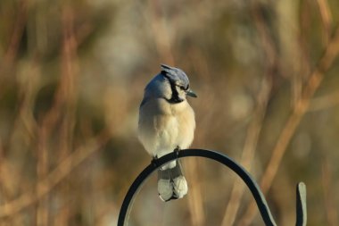 Canlı bir Mavi Jay zarif bir şekilde tüneyerek yumuşak güneş ışığında çarpıcı mavi, siyah ve beyaz tüylerini sergiliyor. Bu yakın çekim kuşun detaylı özelliklerini yakalar, doğa, vahşi yaşam veya arka bahçe kuş teması için idealdir..