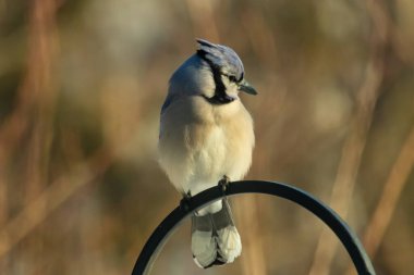 Canlı bir Mavi Jay zarif bir şekilde tüneyerek yumuşak güneş ışığında çarpıcı mavi, siyah ve beyaz tüylerini sergiliyor. Bu yakın çekim kuşun detaylı özelliklerini yakalar, doğa, vahşi yaşam veya arka bahçe kuş teması için idealdir..