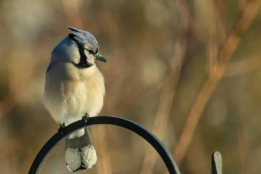 Canlı bir Mavi Jay zarif bir şekilde tüneyerek yumuşak güneş ışığında çarpıcı mavi, siyah ve beyaz tüylerini sergiliyor. Bu yakın çekim kuşun detaylı özelliklerini yakalar, doğa, vahşi yaşam veya arka bahçe kuş teması için idealdir..