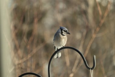 Canlı bir Mavi Jay zarif bir şekilde tüneyerek yumuşak güneş ışığında çarpıcı mavi, siyah ve beyaz tüylerini sergiliyor. Bu yakın çekim kuşun detaylı özelliklerini yakalar, doğa, vahşi yaşam veya arka bahçe kuş teması için idealdir..