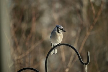 Canlı bir Mavi Jay zarif bir şekilde tüneyerek yumuşak güneş ışığında çarpıcı mavi, siyah ve beyaz tüylerini sergiliyor. Bu yakın çekim kuşun detaylı özelliklerini yakalar, doğa, vahşi yaşam veya arka bahçe kuş teması için idealdir..