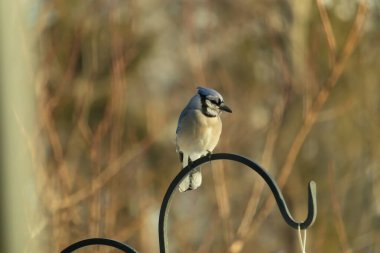 Canlı bir Mavi Jay zarif bir şekilde tüneyerek yumuşak güneş ışığında çarpıcı mavi, siyah ve beyaz tüylerini sergiliyor. Bu yakın çekim kuşun detaylı özelliklerini yakalar, doğa, vahşi yaşam veya arka bahçe kuş teması için idealdir..