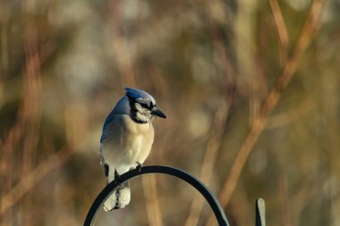 Canlı bir Mavi Jay zarif bir şekilde tüneyerek yumuşak güneş ışığında çarpıcı mavi, siyah ve beyaz tüylerini sergiliyor. Bu yakın çekim kuşun detaylı özelliklerini yakalar, doğa, vahşi yaşam veya arka bahçe kuş teması için idealdir..